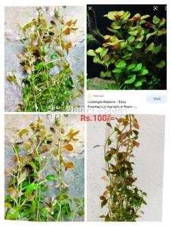 Ludwigla Repens