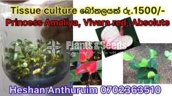 Tissue culture bottles-Anthurium