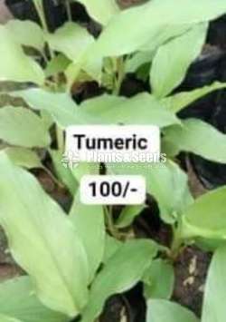 Turmeric Plants