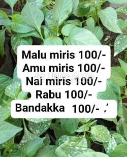 Vegetable Plants