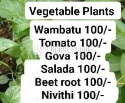 Vegetable Plants