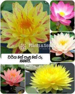 Water plants package