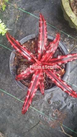 Cryptanthus Out door plants