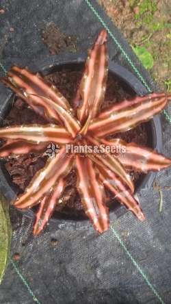 Cryptanthus Out door plants