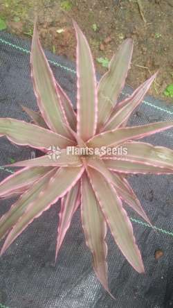 Cryptanthus Out door plants