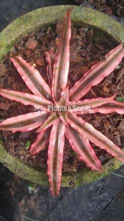 Cryptanthus Out door plants