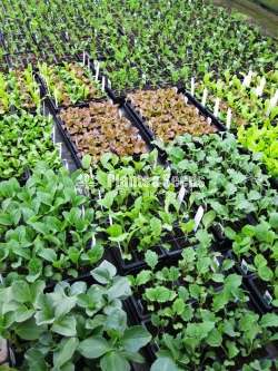 අඩුම මිලට එළවළු පැල (Vegetales Plants)