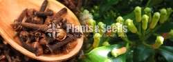 Clove Plants  