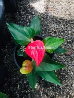 Anthurium ( මල් සහිත ශාක)