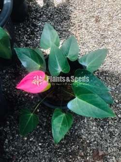 Anthurium ( මල් සහිත ශාක)