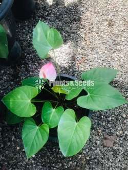 Anthurium ( මල් සහිත ශාක)