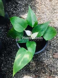 Anthurium ( මල් සහිත ශාක)