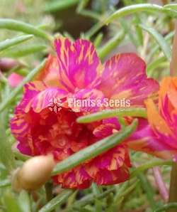 Japan Rose (ජපන් රෝස )