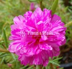 Japan Rose (ජපන් රෝස )