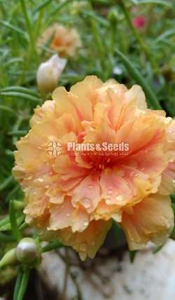 Japan Rose (ජපන් රෝස )