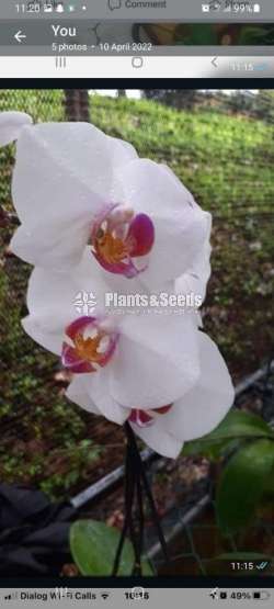 පැලනොප්සීස් පැල බෝතල් (Phalaenopsis)