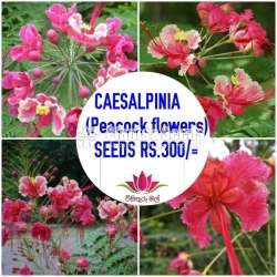 Peackok Plants