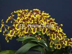 Oncidium hwuluduen wasp Queen bee