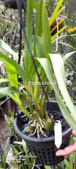Oncidium hwuluduen wasp Queen bee