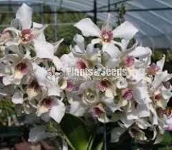  Dendrobium Roy Tokunaga