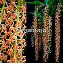 Liparis lacerata orchids