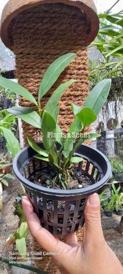 Liparis lacerata orchids