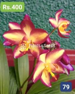 Ground Orchids 