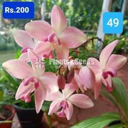 Ground Orchids 