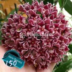 හෝයා ( Hoya plants)