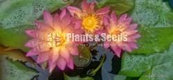 Tropic sunset  Water plants