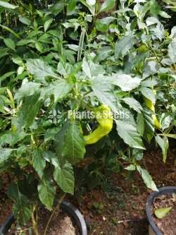 එලවලු පැල