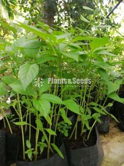 එලවලු පැල