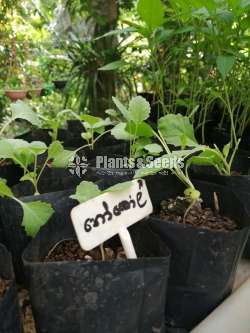 එලවලු පැල