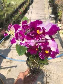 Cattleya chan Hsiu Jewel-Orchid