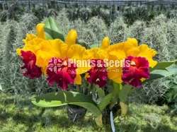  Rlc. yingluck smile-Orchid