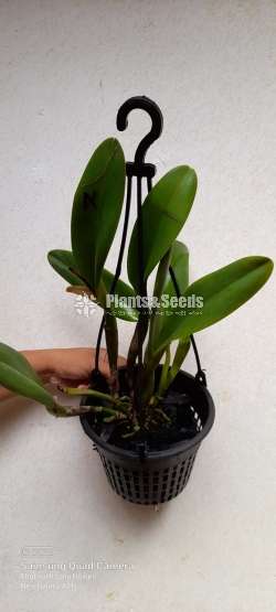  Rlc. yingluck smile-Orchid