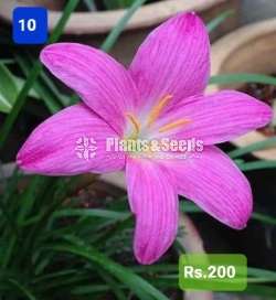 Rain lilly