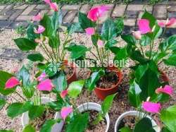 Alexciya pink Anthurium