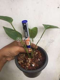 ලිවීයම් පොඩි පැල  (Livium)