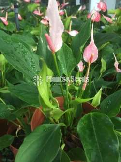 Lilli Anthurium