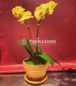 Phalaenopsis Orchids (පැලනොප්සිස් )