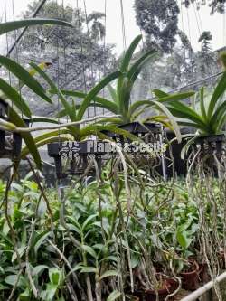 වැන්ඩා පැල (Vanda Plants)