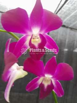  සෝනියා බයි කලර් ඕකිඩ් පැල(Orchid Plants)