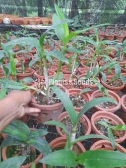  සෝනියා බයි කලර් ඕකිඩ් පැල(Orchid Plants)