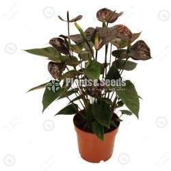 Anthuriam ( Jumbo black)