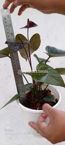 Anthuriam ( Jumbo black)