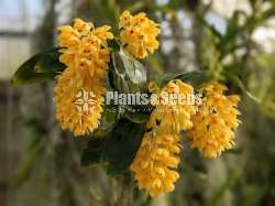 endrobium sulcatum Plants