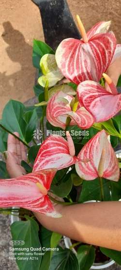 Liviam red big mother plant