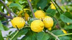 බදුන්ගත සඳහා පෝච්චි lemon පැල 
