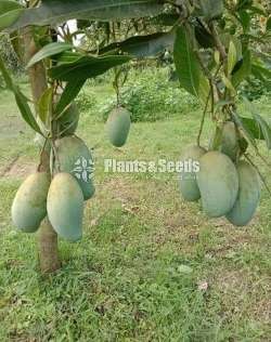 Tjc බද්ද ලොකු පැල 